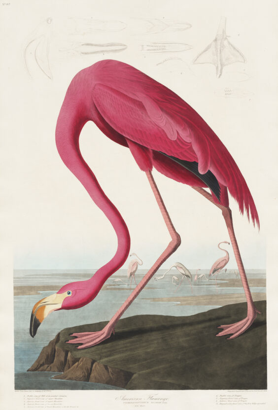 Pink Flamingo Audubon