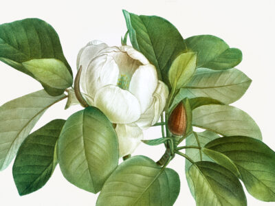 Pierre-Joseph Redouté: il Maestro delle Illustrazioni Botaniche