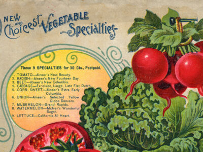 16 Illustrazioni da Vecchi Cataloghi di Giardinaggio.